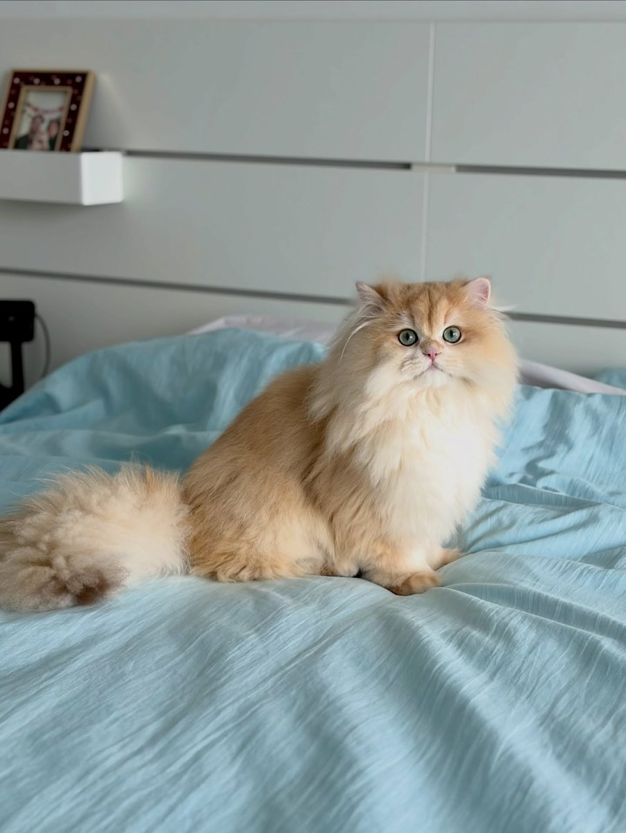 CatMoodDaily's tweet photo. https://t.co/fdksrfzt2e