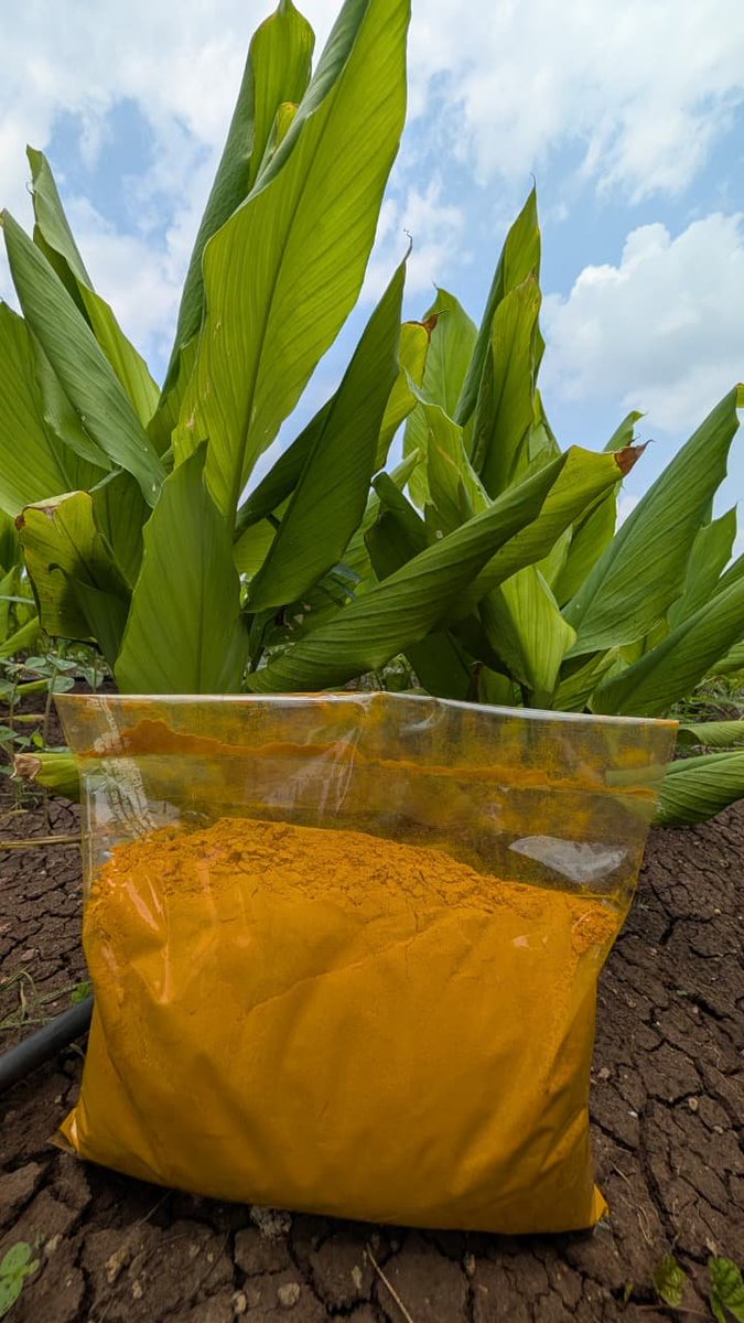 muglikar_'s tweet photo. Turmeric grown at our farm. In the backdrop, current plantation. Powder form is from our harvest in March. Yellow gold. #MuglikarFarms https://t.co/yBaYX1sfOk