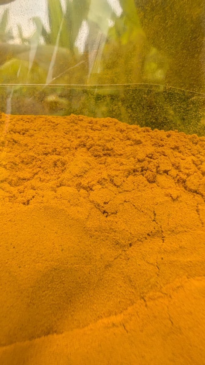 muglikar_'s tweet photo. Turmeric grown at our farm. In the backdrop, current plantation. Powder form is from our harvest in March. Yellow gold. #MuglikarFarms https://t.co/yBaYX1sfOk