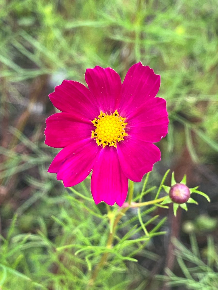 shidakao's tweet photo. 今日も雨
でも明日は晴れ間ちょっと出るみたいだし
明後日の台風もちょっと小さくなったみたい
台風の影響無いかなぁ〜
心配しなくていいかなぁ〜
今日のお花は昨日の続き
海散歩途中のコスモスの花
昨日は白からピンクの薄色系だけど
今日はピンクから赤えんじの濃い色系
秋ですね https://t.co/X0Kht7VQbS