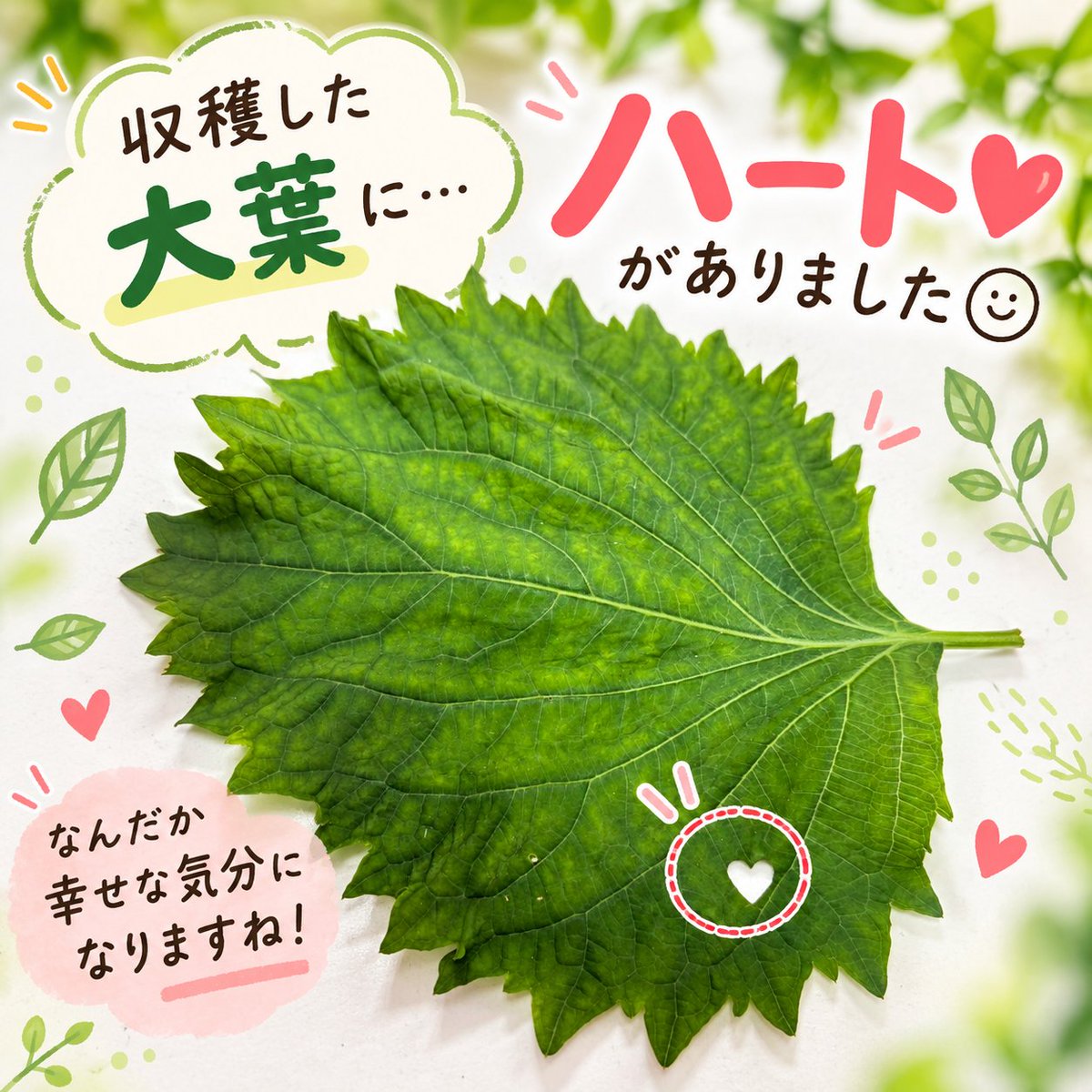 aiot_flower's tweet photo. 🌿収穫した大葉に、かわいいハートを発見♡
偶然見つけた小さな幸せに、なんだかほっこり☺️💚
#メープル関西 #大葉 #収穫 #小さな幸せ #農作業 https://t.co/dPKE8kHpR5