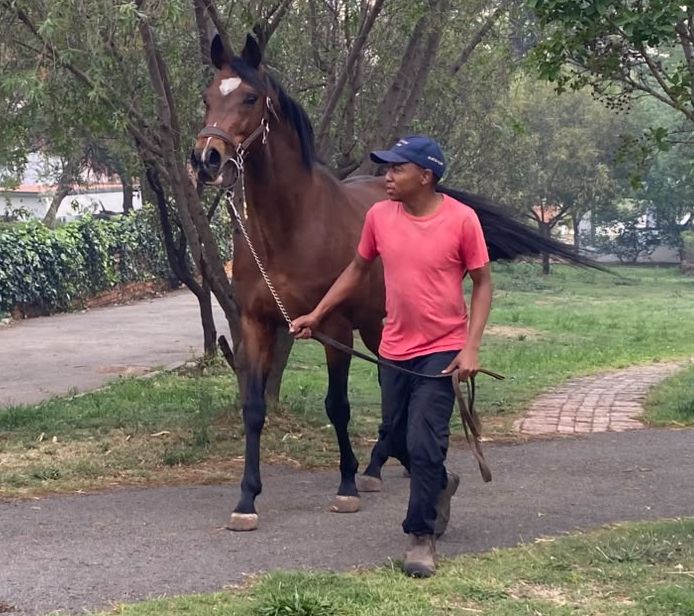 HevershamPark's tweet photo. I HAVE A JOB TO DO!
Gustav Klimt (Galileo) on his way to the covering shed with handler, Mo Kgopa. #gustavklimtstallion #Heversham #hevershampark https://t.co/tAKNjTvrG9