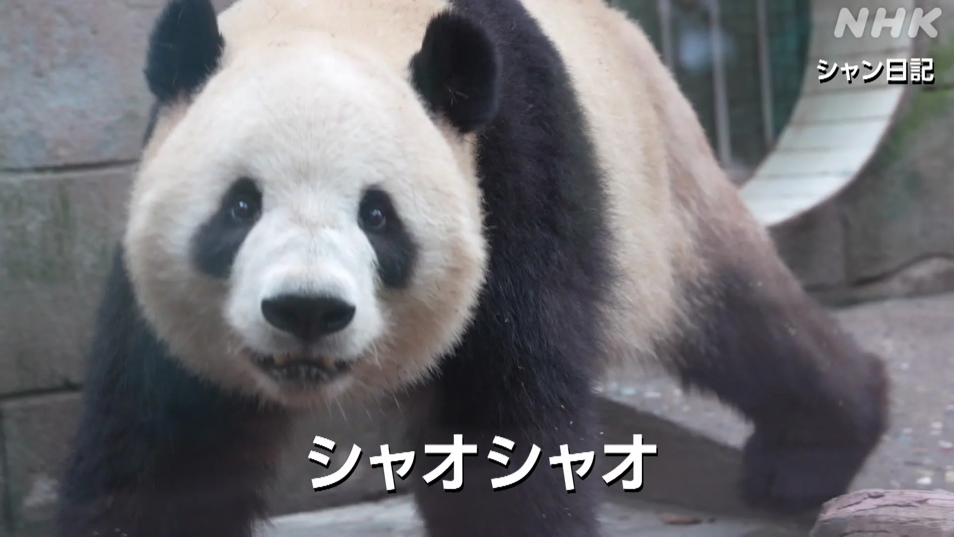 NHKニュース on X: 