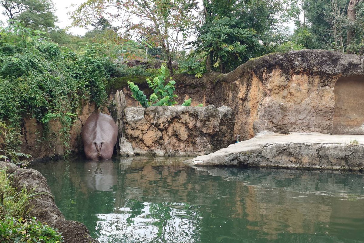 sendaisiyagiya's tweet photo. 隅を気にしていた #ベロ
＃カバ
#八木山動物公園フジサキの杜 https://t.co/NPK3YFCpYz
