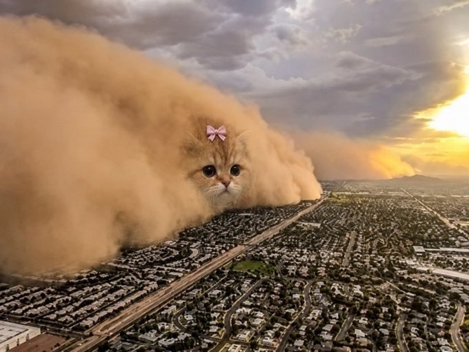 catwifswordsoll's tweet photo. $swordcat storm.... https://t.co/XVGBQlXL48