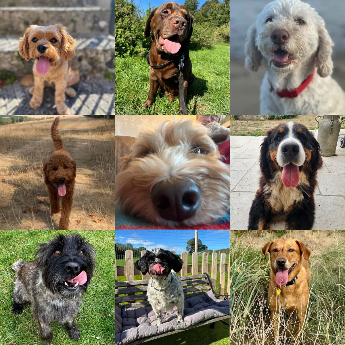 GraemeDogfather's tweet photo. Well that’s was a fun week!
As you keep saying… “Keep Dancing” 🕺
Happy #TongueoutTuesday everyone 😃 🐶
#boop #dogs #doglover https://t.co/uWKTmdbrVh
