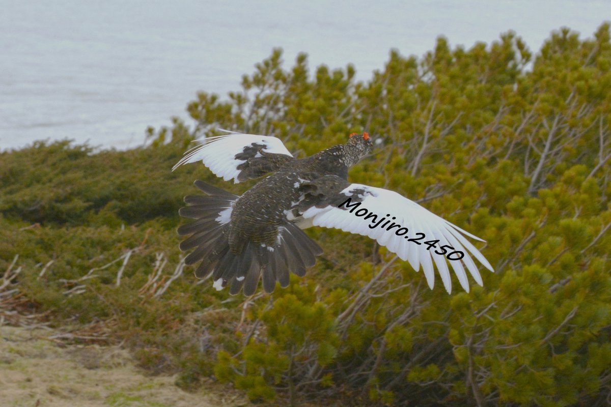 Happy_landing55's tweet photo. ライチョウの背中 5月も終わりの日🐦 
曇り空で暗かったけど ライチョウは元気よく飛んでました　着陸をする態勢で尾羽を下げ(ブレーキ？フラップ？)目の前を通過 無事着陸🛬 ザラザラで済みません https://t.co/BSuLcF2yD6