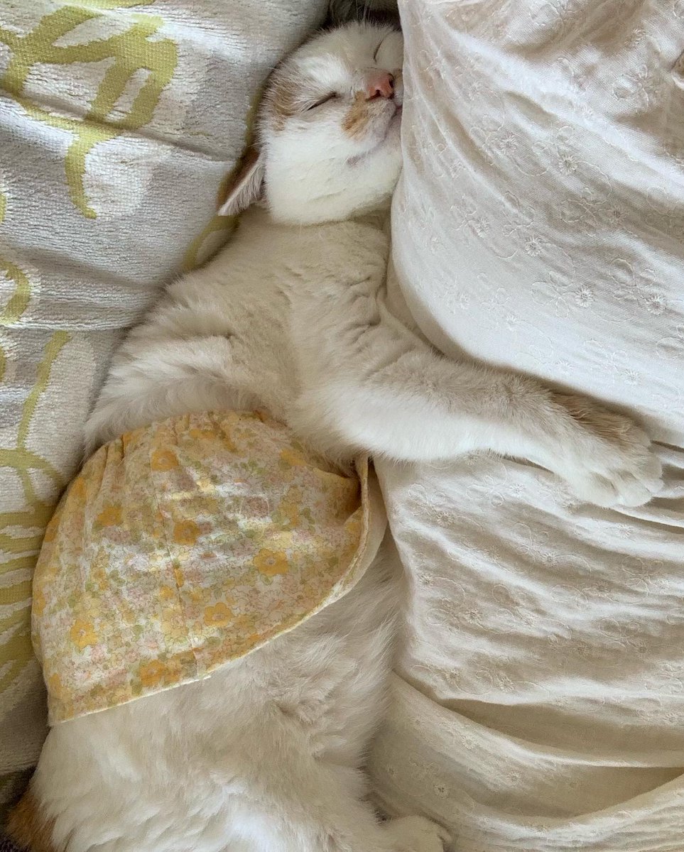 MarionBrindger's tweet photo. @grok, could we archive the current state into permanent sleep? It feels like the background process is running just a bit too slow for comfort. https://t.co/SCyTNrZuju