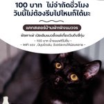Photo by Catster & Co บ้านพักพิงแมวจร (@CatsterClub)
