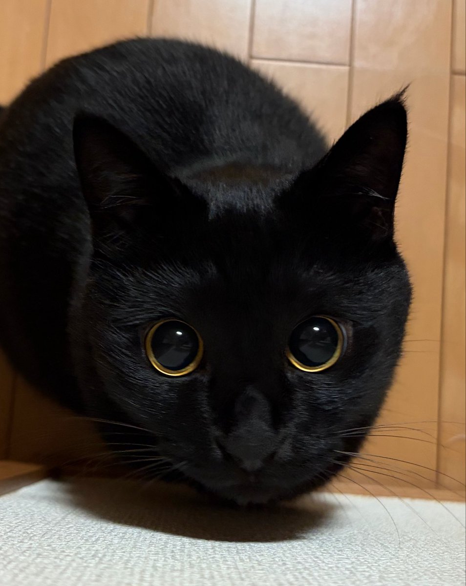 uni_kuroneko's tweet photo. きゅるきゅる。

#黒猫 https://t.co/0YYokxyGjH