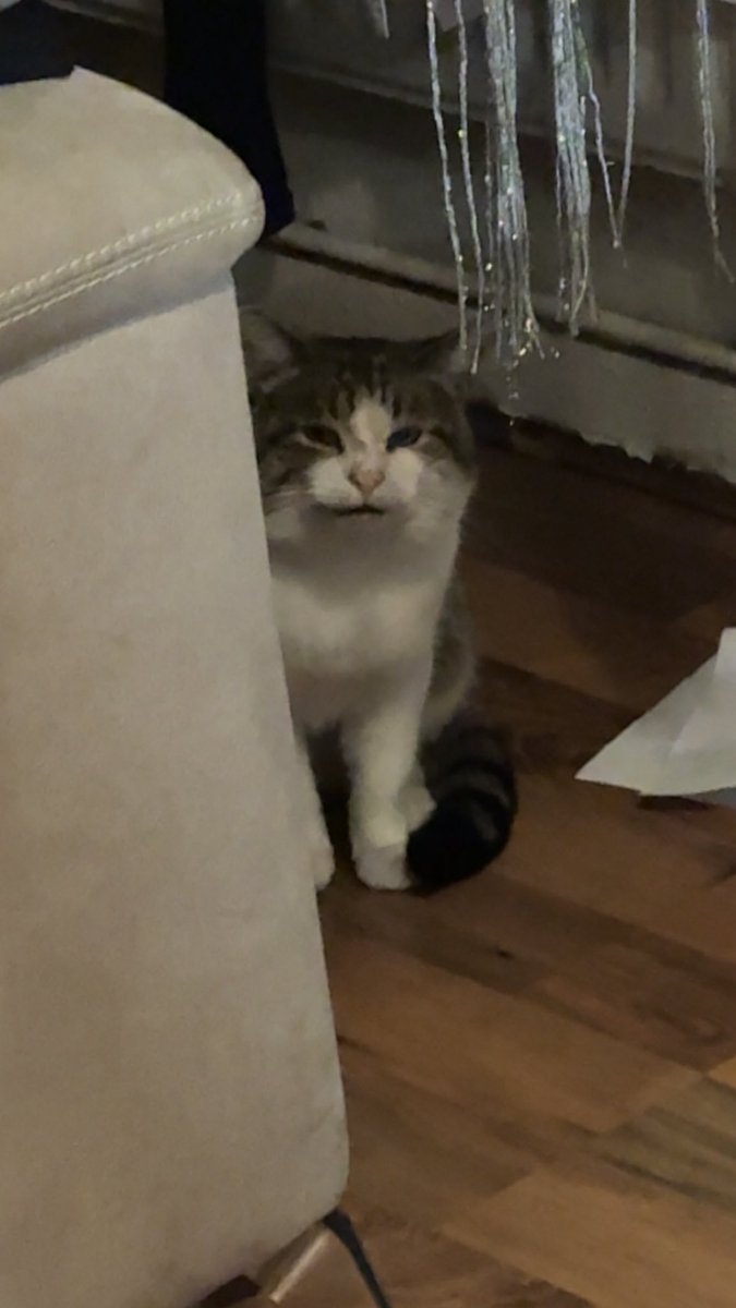 YubzSomething's tweet photo. @pokimanelol I know how you feel, my cat jumped off a 4 story building and was limping for 2 years. Didn’t think he would make it https://t.co/t337uS0vVk