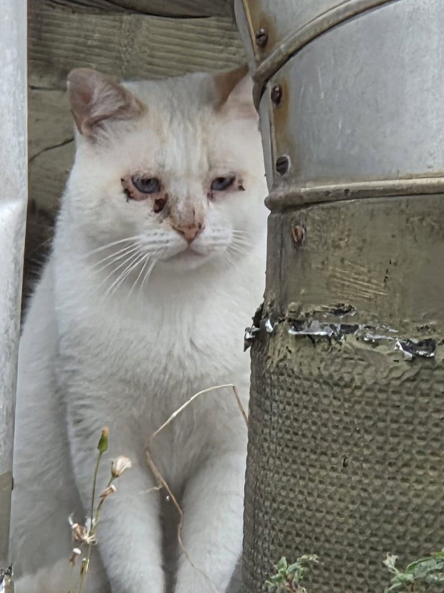 john_doe1237's tweet photo. 🐱 AYUDA URGENTE PARA ESTA GATITA 🐱

Esta pequeña necesita atención veterinaria urgente. Su estado de salud es delicado y necesitamos ayuda para poder llevarla al veterinario y cubrir los gastos de su tratamiento
Sigue en comentarios https://t.co/H4rFKmLzRH