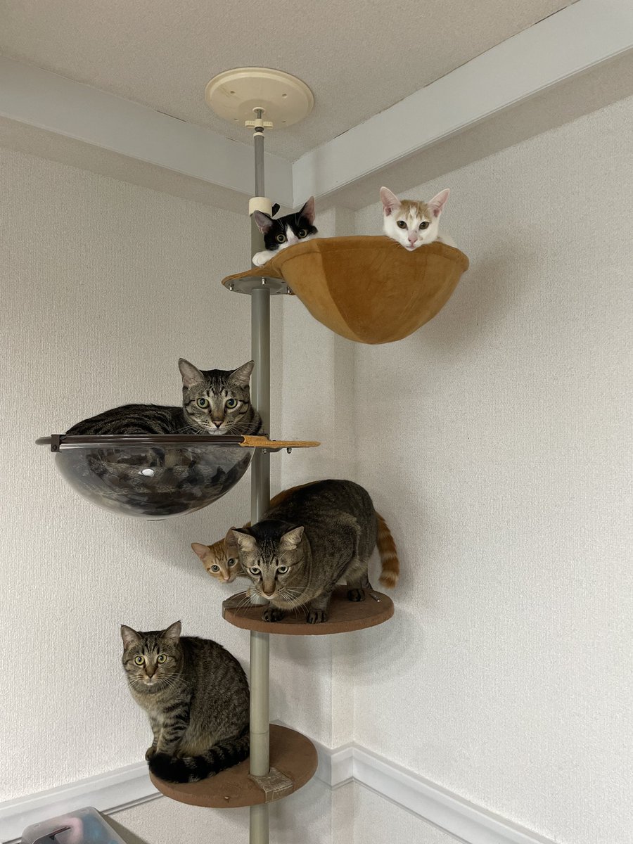 catcafemfmf's tweet photo. 掃除機が怖いね https://t.co/Zc9PPhxLlf