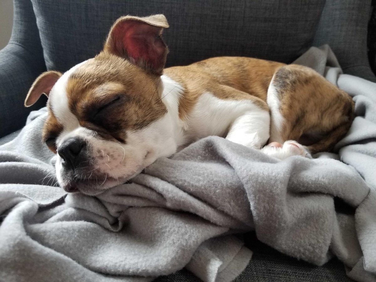 NanoracksSpace's tweet photo. The #Nanoracks team is hard at work (from home) to keep your dreams in space strong. Now featuring those dusty old college textbooks, extra monitors, and most importantly: #puppies https://t.co/Fi6bXOASbc
