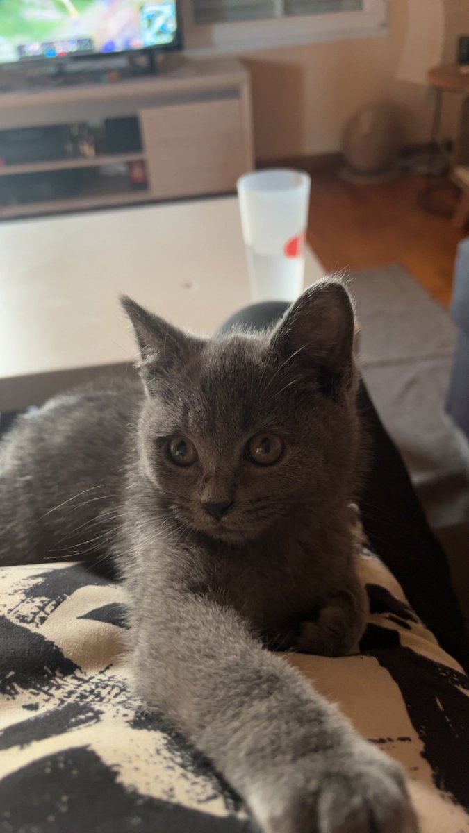 ex0dje's tweet photo. Je vous présente Gin, ce mec est un véritable goat il me régale tellement 🥲 https://t.co/AsnTNPzwab