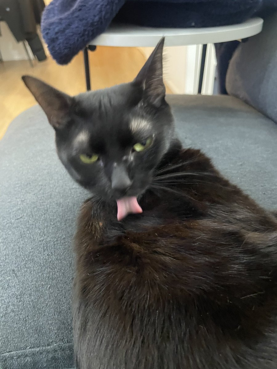 pari2mofu2's tweet photo. 「人間が触った！💢人間が触った！💢人間が高貴な黒猫の高貴な毛並みを無許可に触った！💢💢💢高貴な💢黒猫の💢💢毛並みを💢💢💢人間が！！！💢💢💢」 https://t.co/wi8xkmwvLG