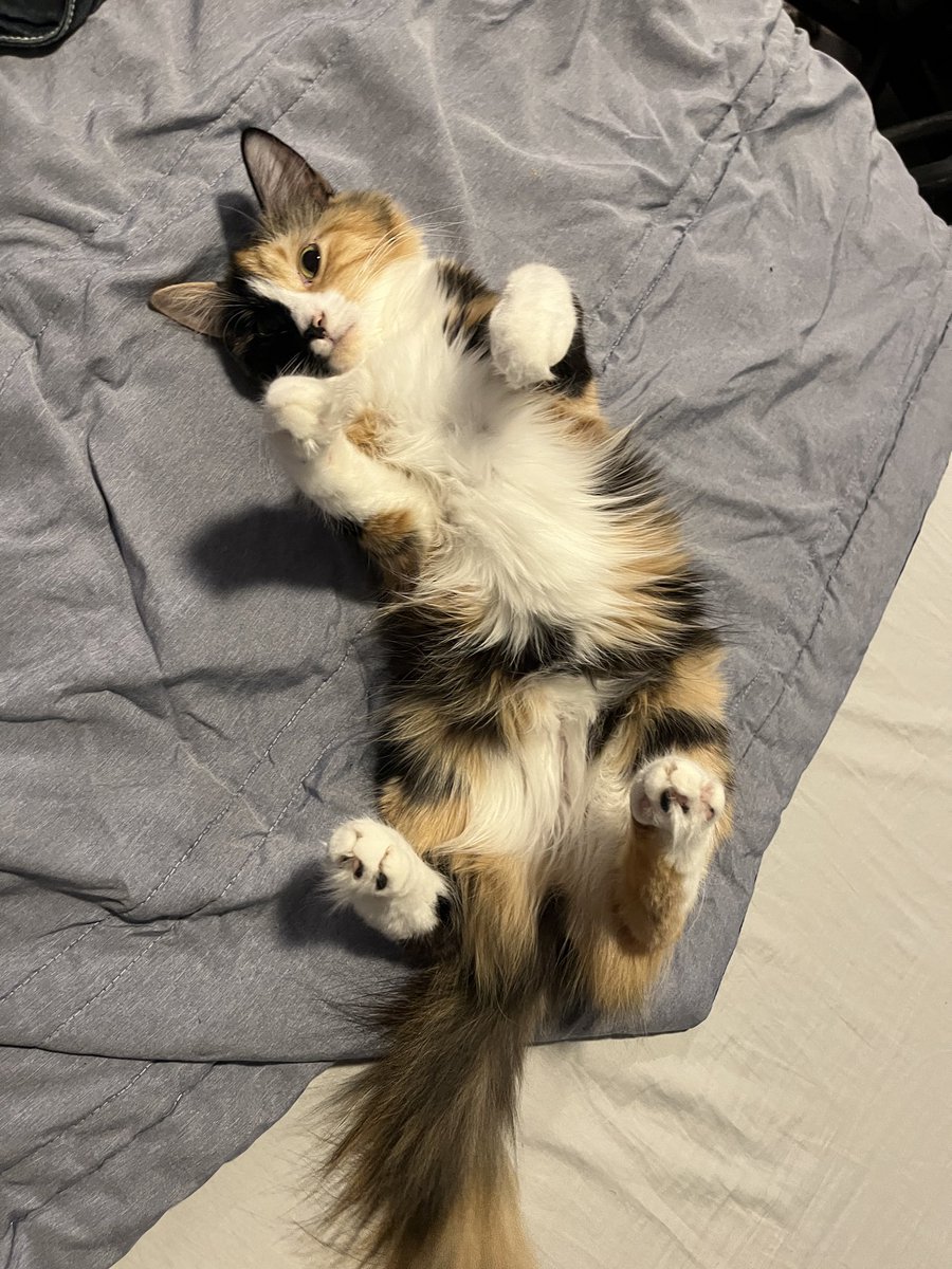 PSYCHO_S1MP's tweet photo. Niggas be like, omg I love my cat. My cat is just a NIGGA https://t.co/fycCDwrXWa