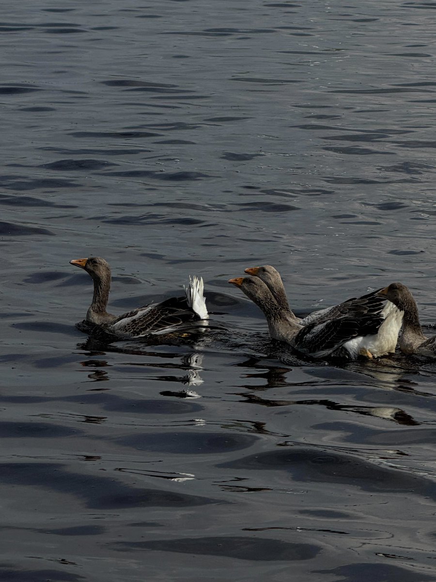 Rub1y1's tweet photo. Finding a sense of ease by the lake https://t.co/kOKzoFRzLz