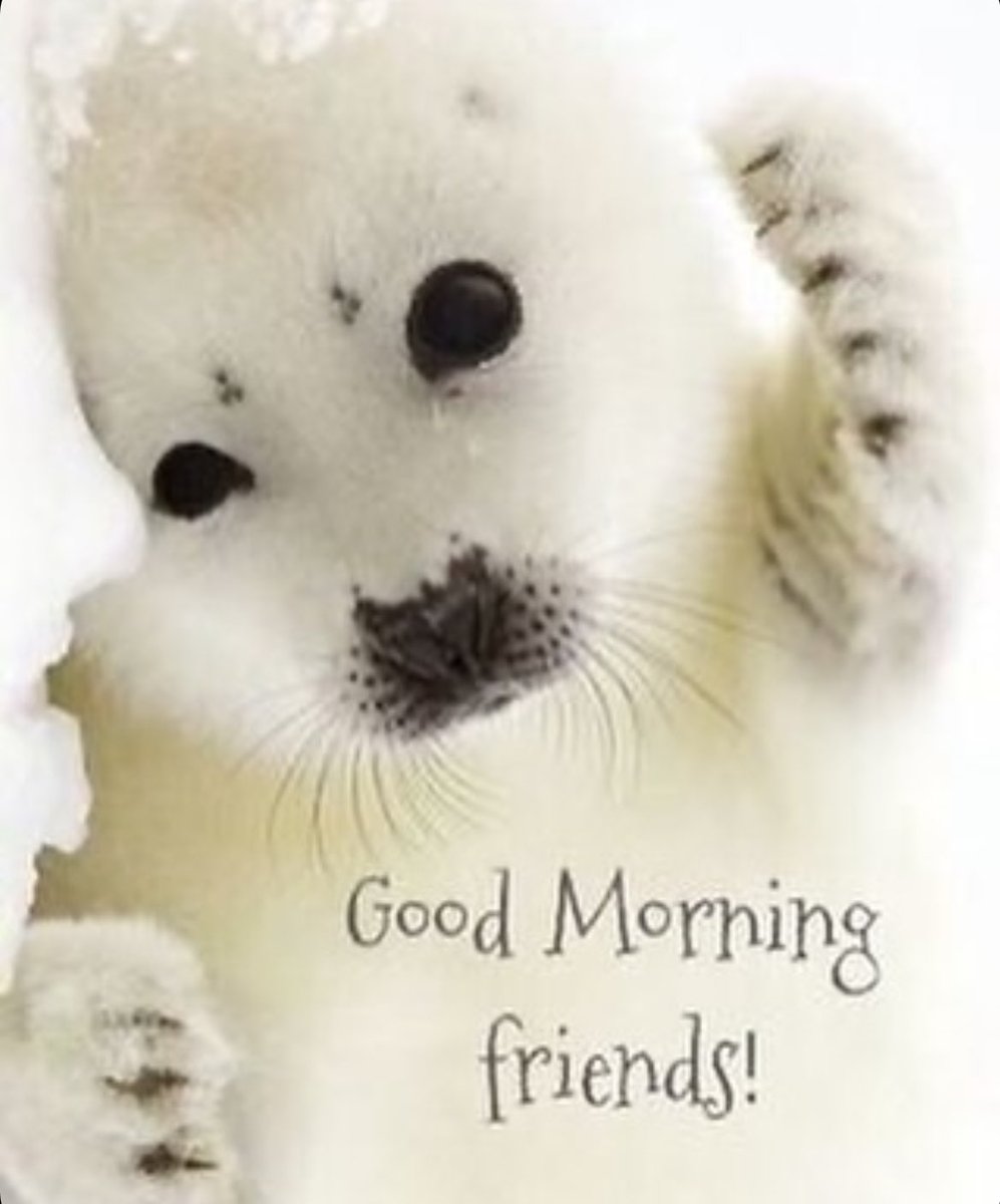 sealnoid's tweet photo. https://t.co/loOki1WXLN