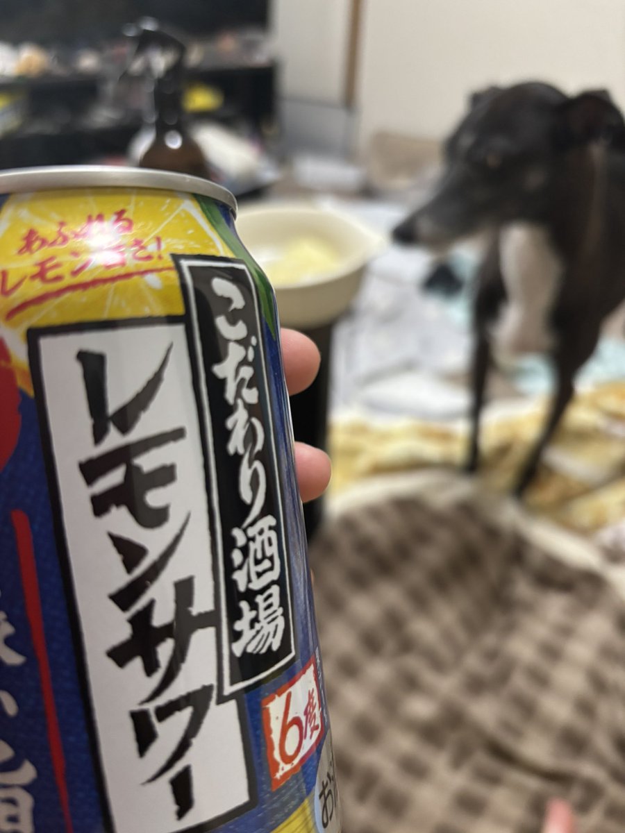 Cat_Hound2123's tweet photo. こんな時間から飲んじゃいますわ！ https://t.co/9Zai3iiKEb