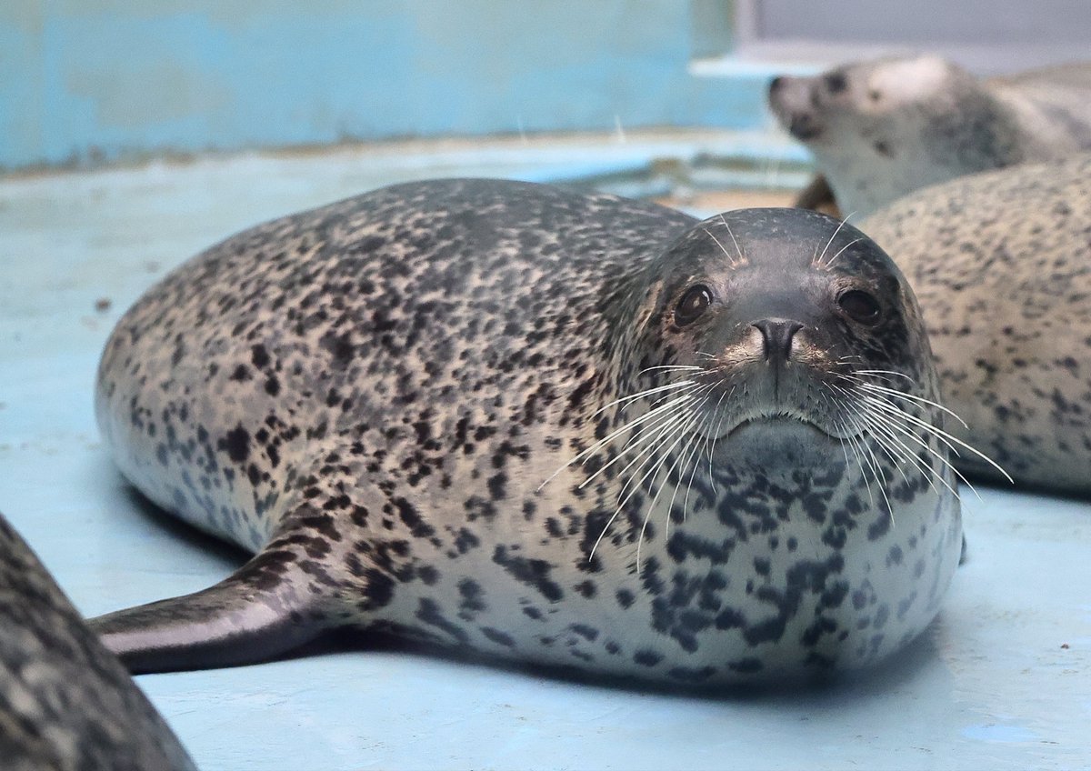 noritama_miso's tweet photo. 育ての父に似てる顔する人工哺育児
2026.8
#ターボ #男鹿水族館GAO
#ゴマフアザラシ https://t.co/ESBufLLB8s