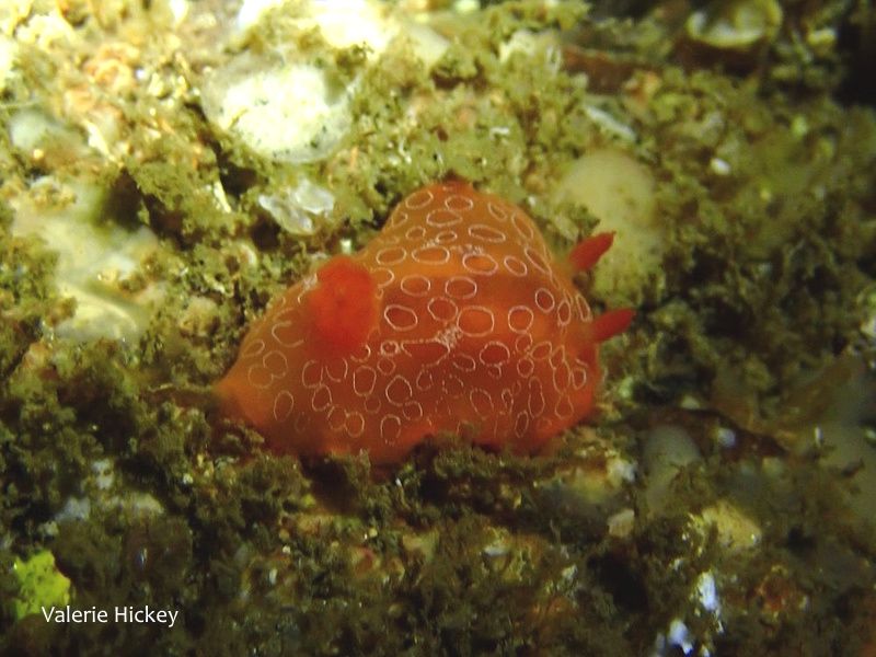 BioDataCentre's tweet photo. OCEAN ODDITIES! Gargamella rosi is a very distinctive Nudibranch, looking more suited to tropical seas. Records are becoming more frequent in the Southwest of Britain and there are now three known records from Ireland. Please record any sightings at https://t.co/jD4TaT1e6G https://t.co/knBmo3GYqC