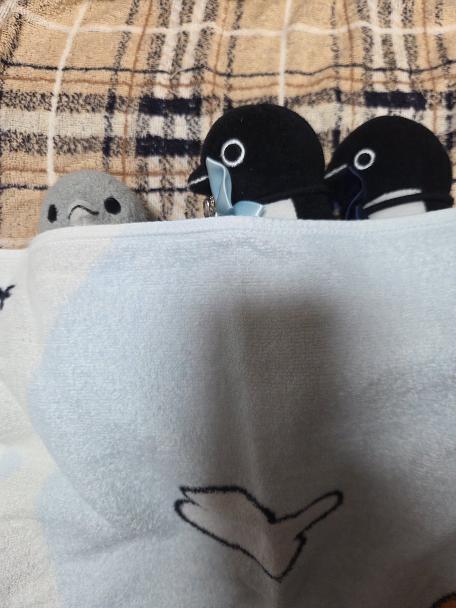 chibipochimum's tweet photo. #Suicaのペンギン
#雨つづき
#自律神経

外面のいいママは「元気印」と呼ばれているけど、さすがにこの雨つづきと、忘れた頃に再発している更○期障○で、とてもだるいらしい…。
僕らはママを癒す添い寝係さ。
むにゃむにゃ… https://t.co/9FoNrS4xd1