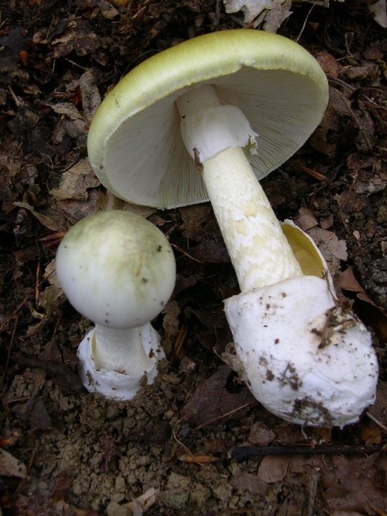 NLRCFirstAid's tweet photo. Het lijkt voedselvergifiging, maar is het niet! Jaarlijks wordt gewaarschuwd voor zelfgeplukte giftige #paddenstoelen en benoemd in de Nederlandse Richtlijnen Eerste Hulp. Denk aan de Groene Knolamaniet (Amanita phalloides), één van de giftigste paddenstoelen ter wereld. #EHBO https://t.co/7onz3TpNLn