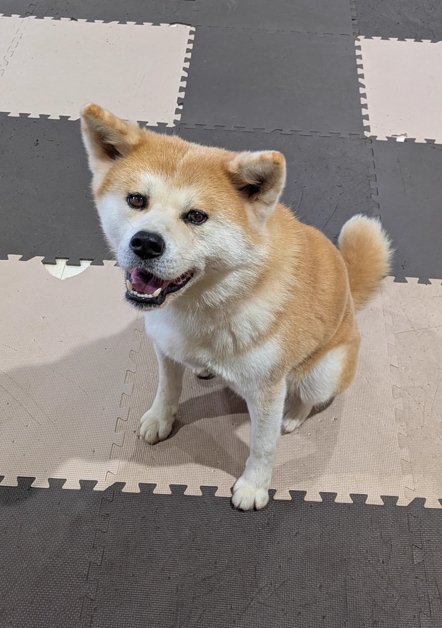 秋田犬の里【公式】 on X: 