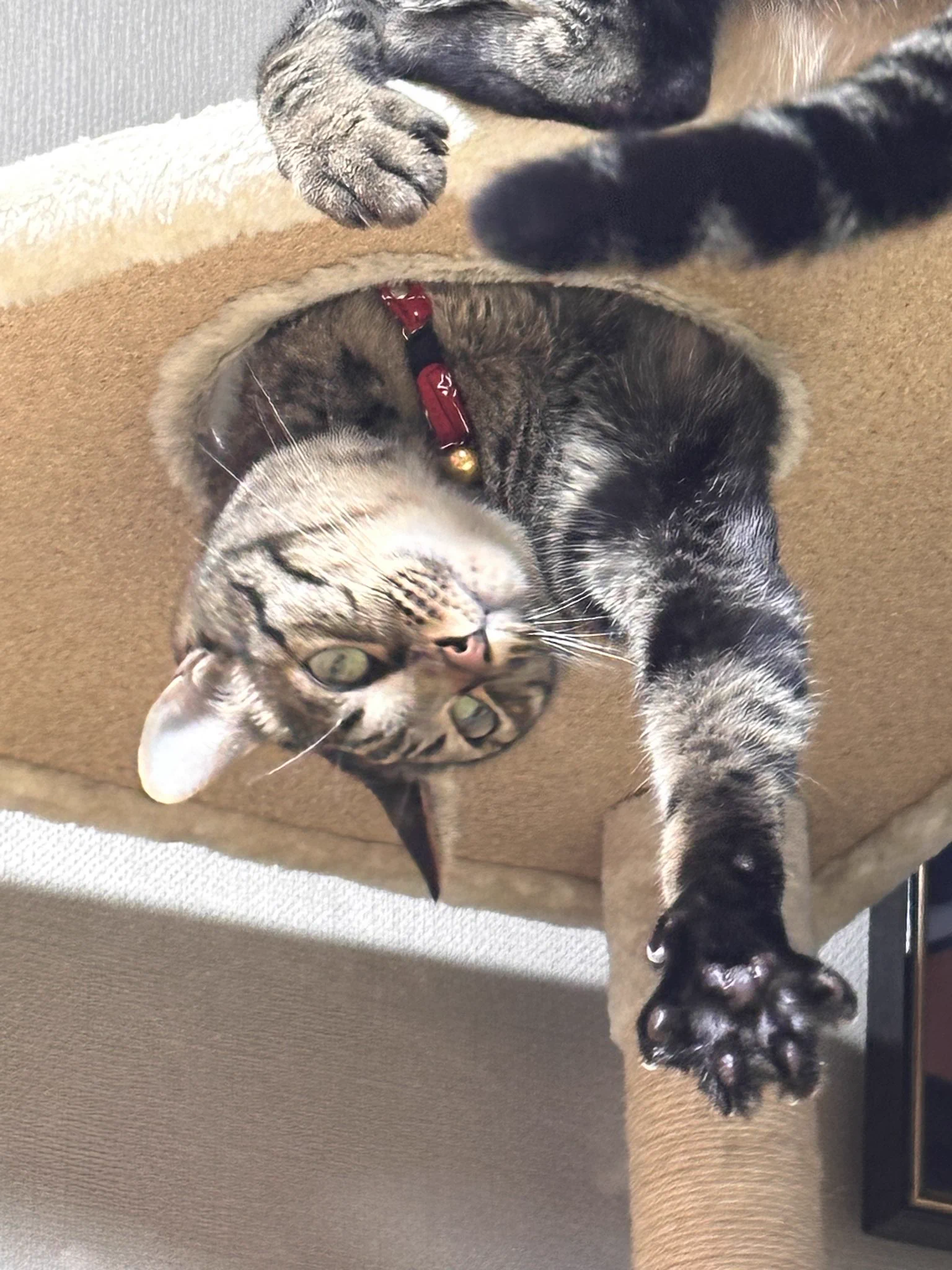 TAKAHISAと😸猫のcocoまる8歳🐈🐾 on X: 