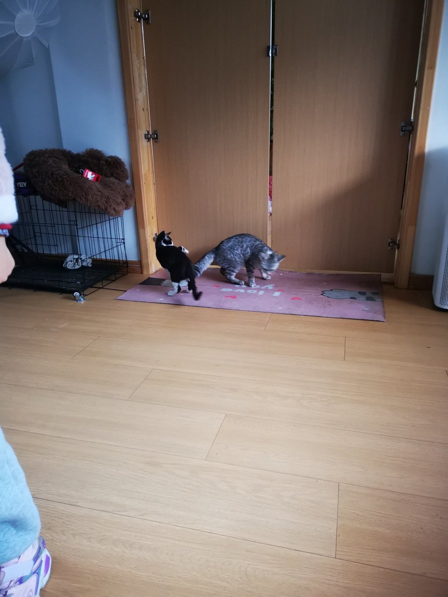WindyPupoky's tweet photo. Just spotted my cat using the dustpan to "help" with the mopping — tiny paw prints all over the damp floor now. Domestic chaos, 10/10. https://t.co/gRfMS8QcyA
