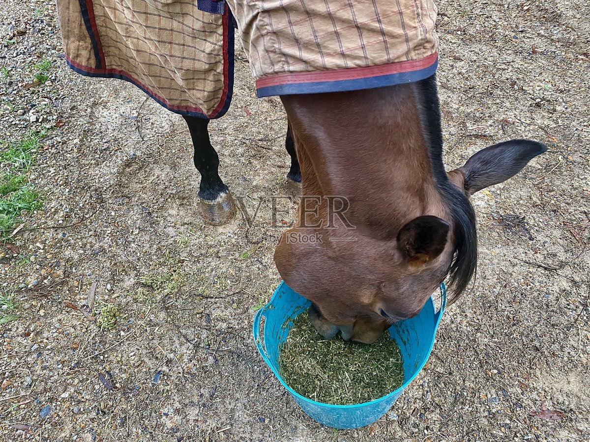 3ffd0_919's tweet photo. "The keeper will soon唤厩to feed the horses—don’t forget to览笆their fresh hay before the sun sets!" https://t.co/QOkCtRhmUL