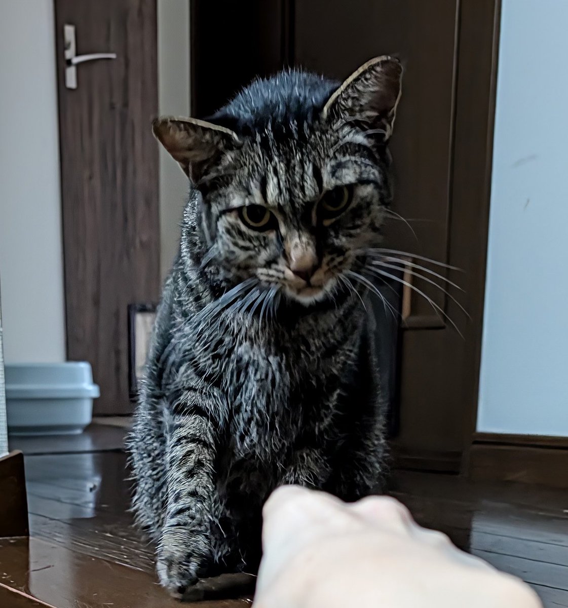rain2255's tweet photo. 2代目ウェルカムキャットなるか(⌒-⌒; )
「猫付きシェアハウス®︎562(ごろにゃ)国立」巡回に行くとカフカちゃんが降りてくる。
素敵ですよ、帰宅すると猫達が待ってるシェアハウス。住人みんなでお世話担当。飼育相談も出来る。医療は保護団体(うち^^;)が責任を持ちます。住んでる事が保護活動！ https://t.co/AcgdUhS6Tz