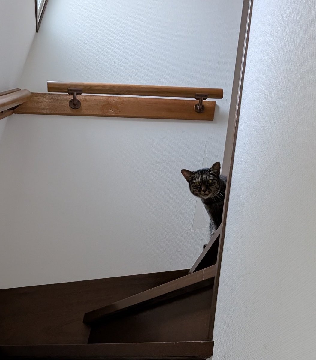 rain2255's tweet photo. 2代目ウェルカムキャットなるか(⌒-⌒; )
「猫付きシェアハウス®︎562(ごろにゃ)国立」巡回に行くとカフカちゃんが降りてくる。
素敵ですよ、帰宅すると猫達が待ってるシェアハウス。住人みんなでお世話担当。飼育相談も出来る。医療は保護団体(うち^^;)が責任を持ちます。住んでる事が保護活動！ https://t.co/AcgdUhS6Tz
