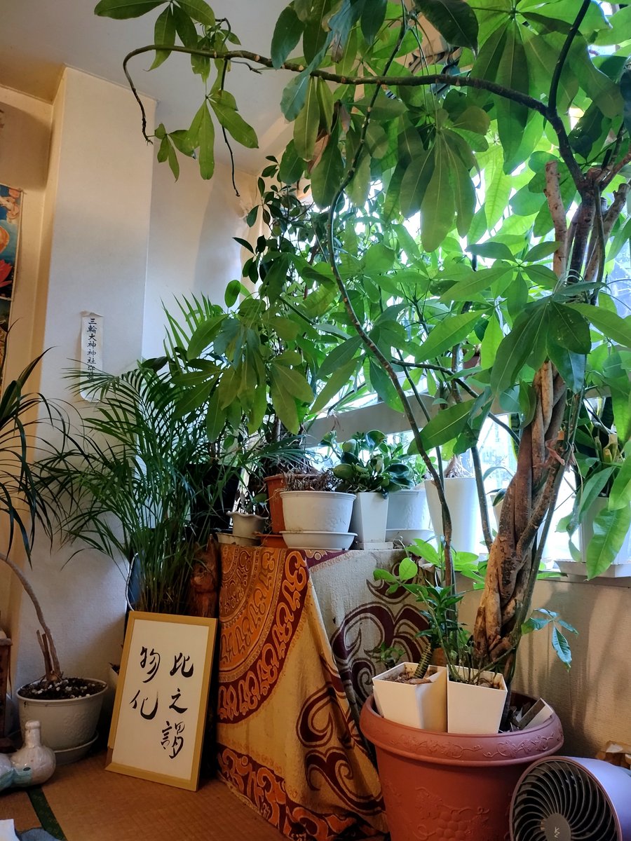 YUYAMINOWA's tweet photo. ミノワッチ開店！本日もよろしくお願いします。台風が近づいてきていますが通常通り営業します。地域最安ゆるめなコース30分2000円。老若男女歓迎。是非お越し下さいませ！ #横浜市 #マッサージ #東神奈川 #東白楽 https://t.co/CDpNcZQmEp https://t.co/qJwBh73qRV