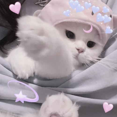 ebruucvdr's tweet photo. 🌈 🚩 🌻 🧳 🌹 👑 My cat is judging my life choices https://t.co/5Jw9D1V7eg