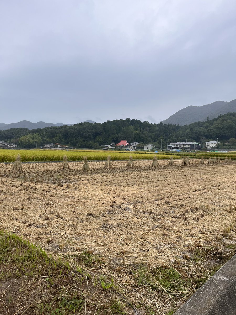miellabofarm's tweet photo. 周りの田んぼは稲刈りを終え

うちの田んぼもいよいよ今週から稲刈りです。

今年は雨が多いから
田んぼが乾かなくて大変です💦

稲作農家のみなさま
おつかれさまです🌾

#自然農　#自然農米づくり https://t.co/uOZyVUo507