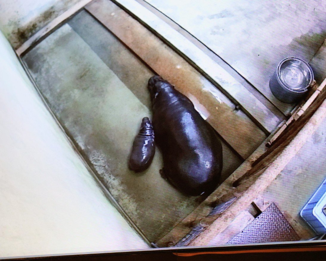 higashiyama5555's tweet photo. やっぱり🍆🍆に見えて可愛いー

＃東山動植物園　＃コビトカバ
コユリ親子🍆🍆 https://t.co/tCh1TjE77r