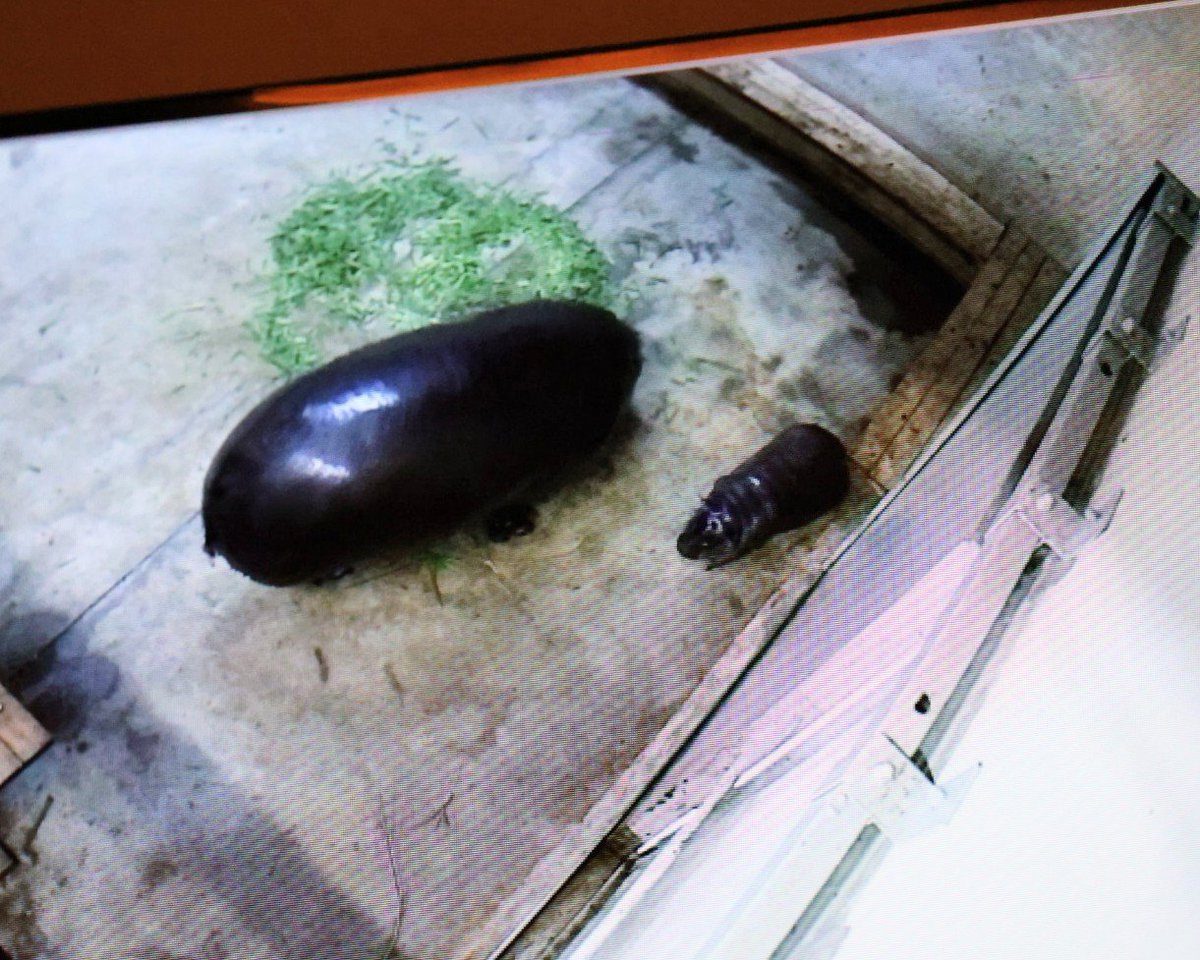 higashiyama5555's tweet photo. やっぱり🍆🍆に見えて可愛いー

＃東山動植物園　＃コビトカバ
コユリ親子🍆🍆 https://t.co/tCh1TjE77r