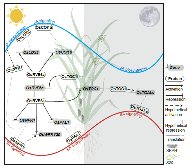 MPlantPCom's tweet photo. The circadian clock component OsRVE6a orchestrates daytime SA-JA signaling crosstalk to enhance rice defenses #research #PlantCommunications https://t.co/UbAk7f3ubI https://t.co/MT9oWLKldT