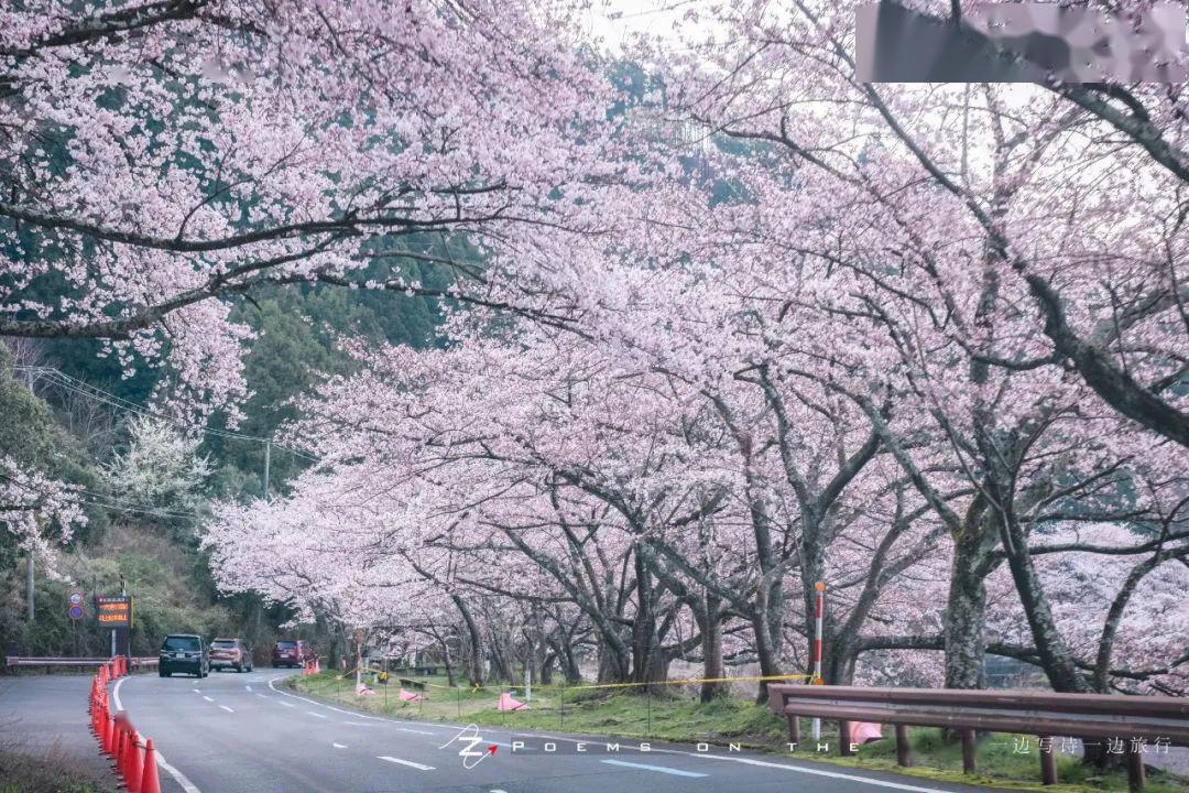 PamalaWhitxym's tweet photo. Just spent the perfect morning wandering sun-dappled cobblestone lanes in Kyoto, where every corner hides a cherry blossom branch or a tiny teahouse. Couldn’t ask for a more calming start to the weekend!， https://t.co/l6oPHPO9K8