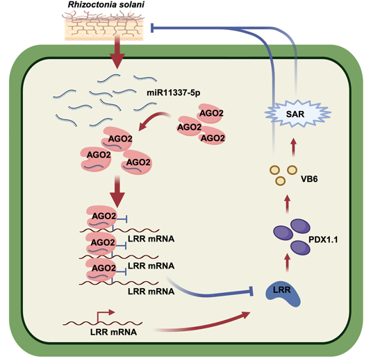 MPlantPCom's tweet photo. The OsAGO2–miR11337-5p–OsLRR Module Confers Rice Resistance to Rhizoctonia solani by Modulating Vitamin B6 Biosynthesis #research #PlantCommunications https://t.co/Rwq2iWkoDp https://t.co/dgqlHPQLNQ