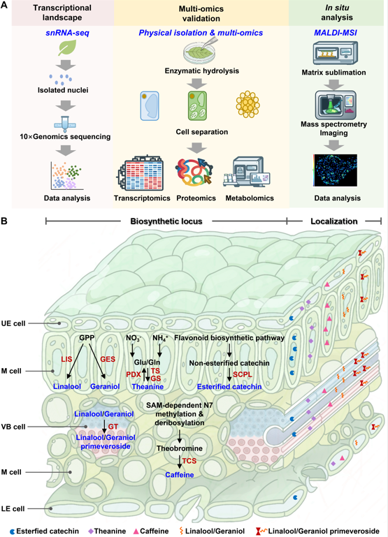 MPlantPCom's tweet photo. Spatial multi-omics reveals the putative biosynthetic sites and distribution patterns of key flavor-contributing metabolites in tea leaves #research #PlantCommunications https://t.co/0A3gouRUYW https://t.co/9ewLGCcp8s