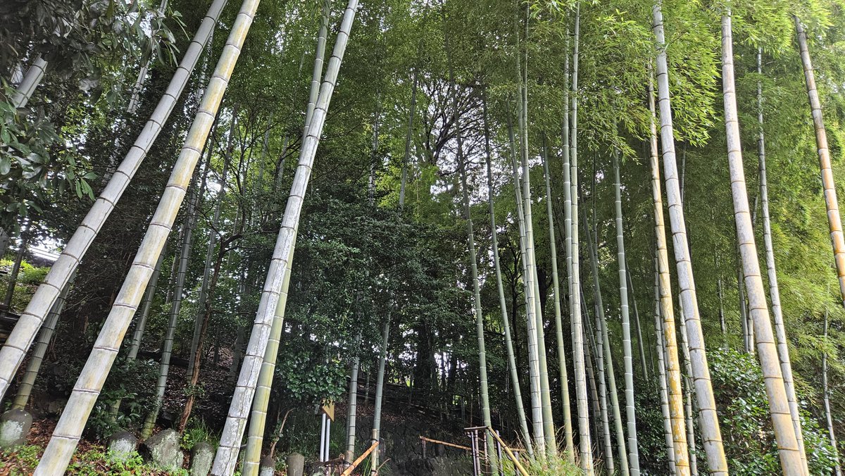 ryoponTNT's tweet photo. 竹採公園
たかちょさんの本に載ってるし比奈駅からちょっと行ったところだから寄ってみた

ちなみに蚊にめっちゃ刺された https://t.co/ZlKuN9LTfO