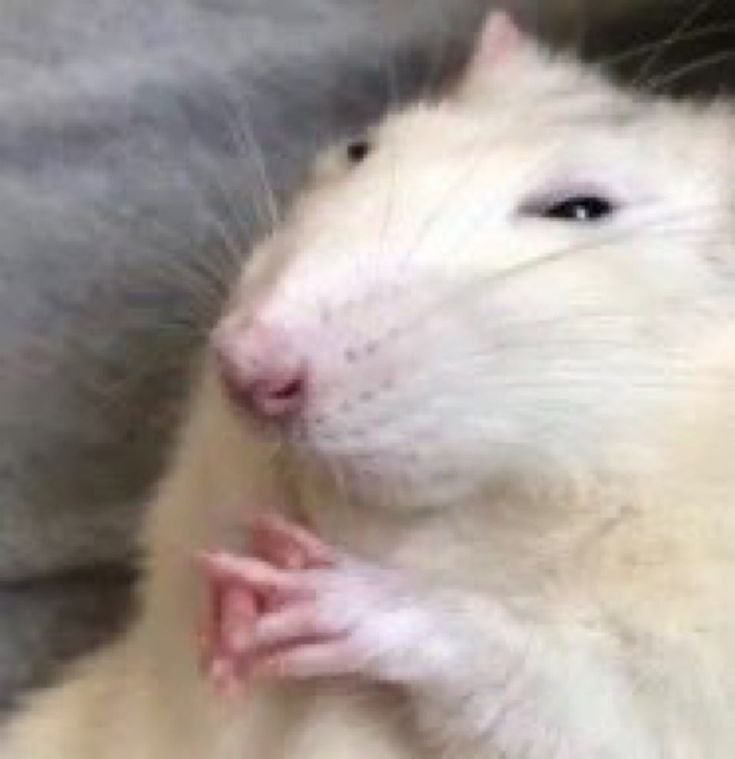 RISINSVN's tweet photo. ⠀⠀⠀say hello to Bob.  I was going to eat him but he was too cute to actually do so ,  now he's my pet. https://t.co/UM6JYlta3C