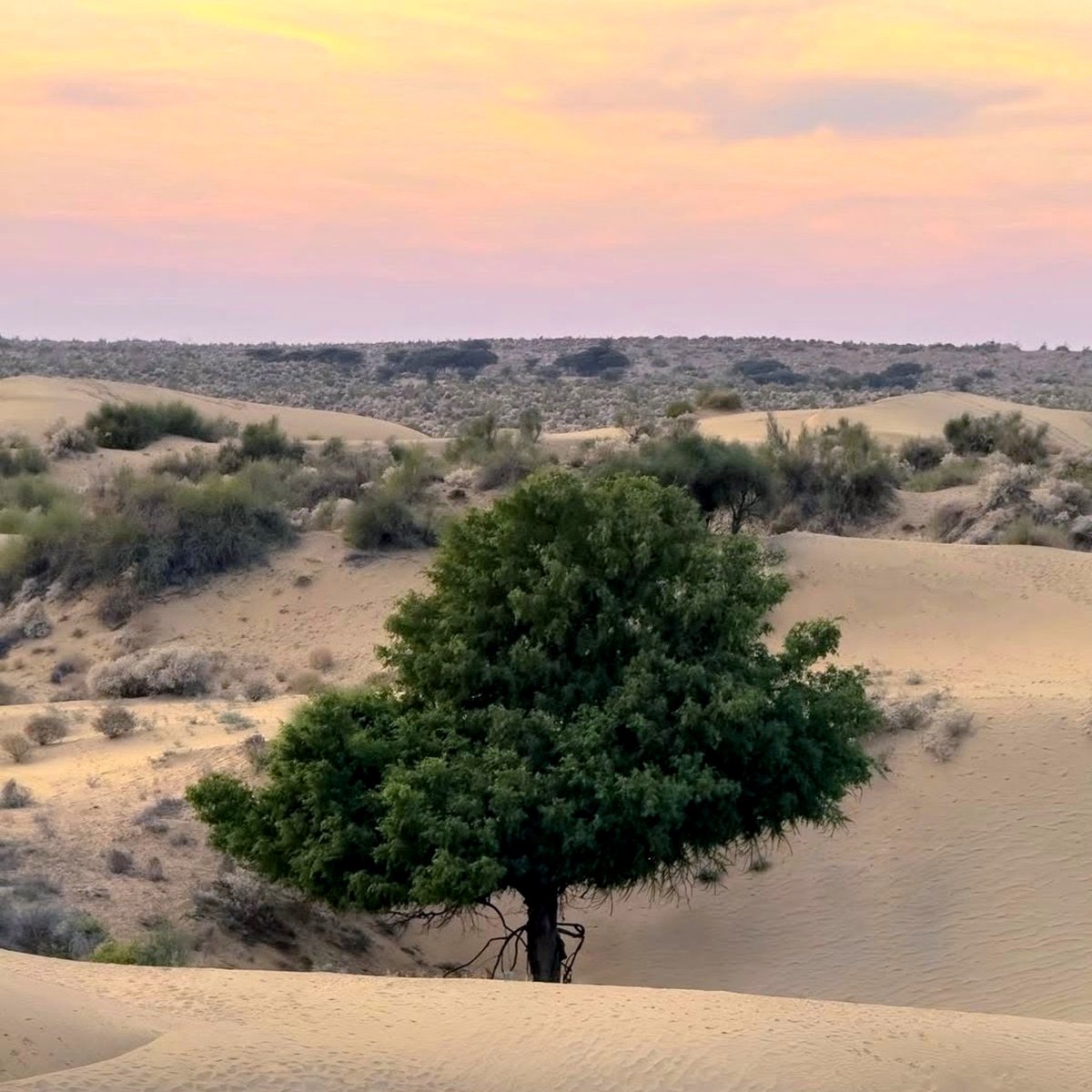 Ajaysidh_'s tweet photo. जांभाथळ: कतरियासर के दक्षिण में सरकारी अभिलेखों में दर्ज ‘जांभाथळ’ नामक धोरा (टीला) है। लोकधारणा अनुसार, संत जांभोजी जब सिद्धाचार्य जसनाथजी से मिलने आए, तो आचार्य की यौगिक शक्ति से उनका रथ यहीं घूम गया और उन्हें धोरे तक पैदल चलना पड़ा। ‘जांभाथळ’ उसी घटना की स्मृति है। https://t.co/bZjFLYQRDi