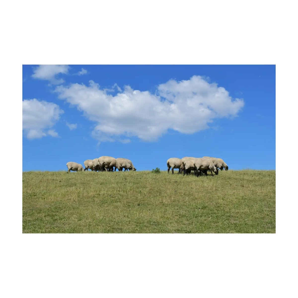 DedeAndrezinho's tweet photo. Schäfchenwolken.. #deichblick #jadebusen #schafe #deich #sommer #radtour #dangast #nikond7500 #35mm https://t.co/i4RFeLQcgC