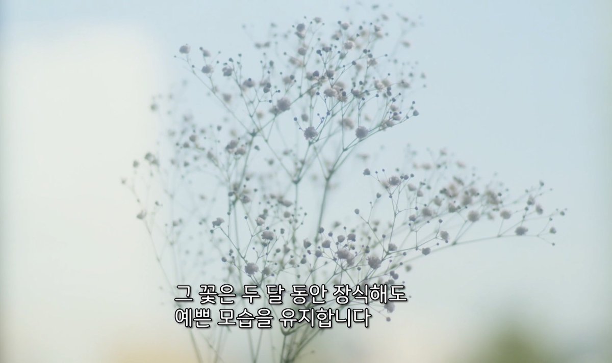 Eune__s2's tweet photo. 사회에 지친 이들과 안개꽃을 비유하는 게 너무 맘 아파서 할 말을 잃음 https://t.co/RUHLq7U9S0