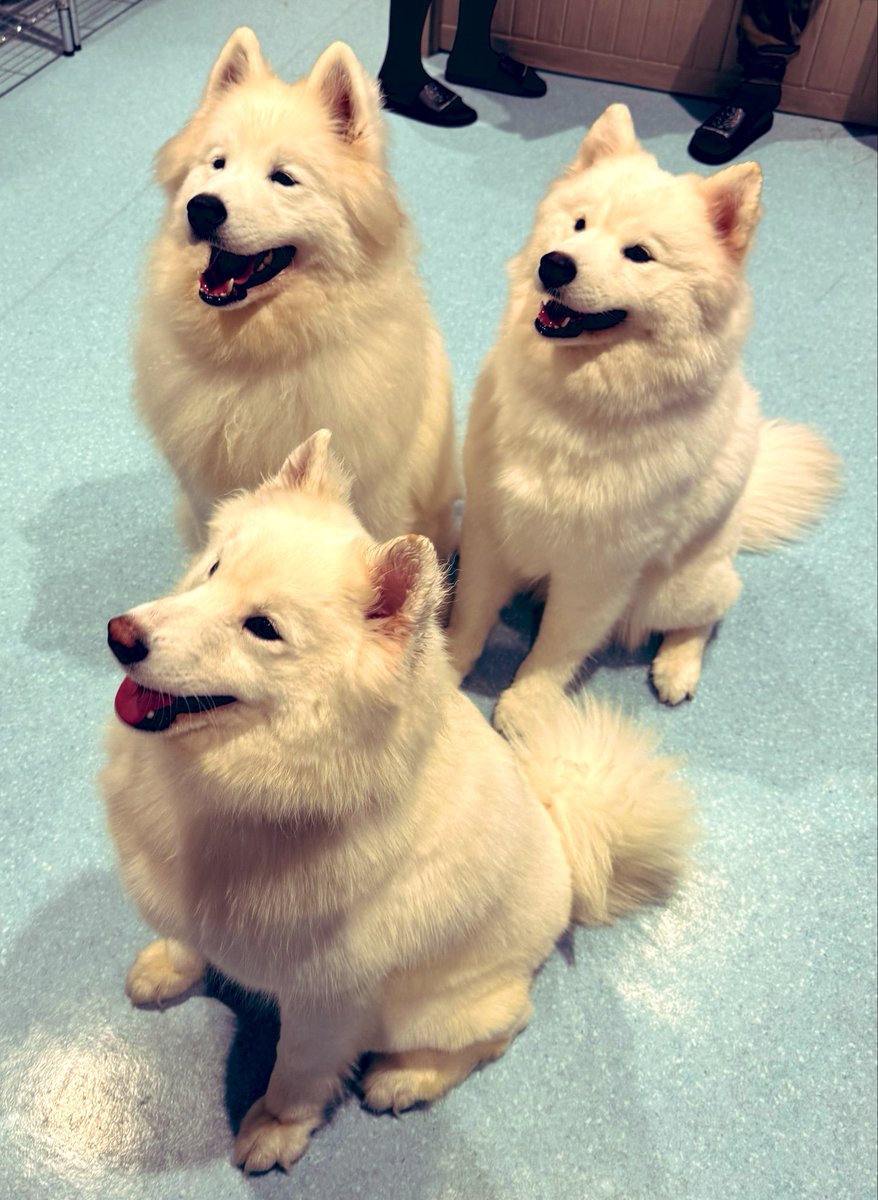 AZ40600's tweet photo. 結構前だけど、、
白いモフモフ3匹に癒やされた🐶

この中に埋もれたら、一日の疲れ全部なくなるよね～
#犬好き #サモエド https://t.co/egk5TUWmx5