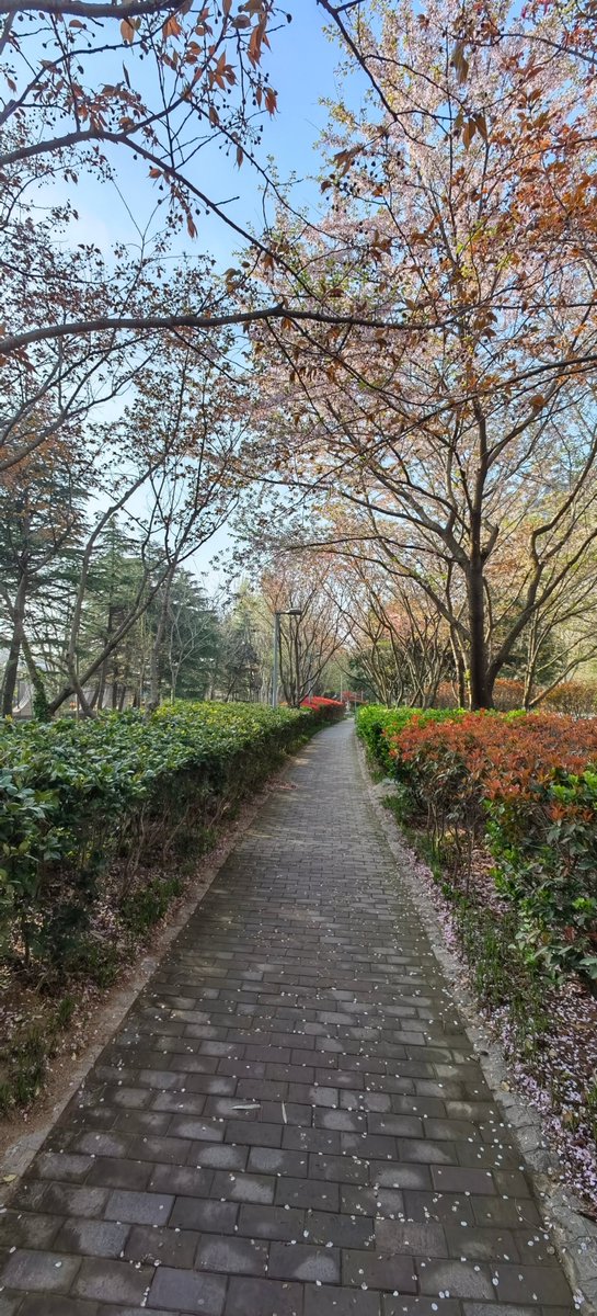 alexlisa500372's tweet photo. Bright spring sunshine u0026 blooming flowers make today perfect for a walk! https://t.co/jevaG1xsdL
